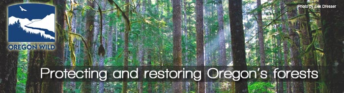 Forest-Email-Banner